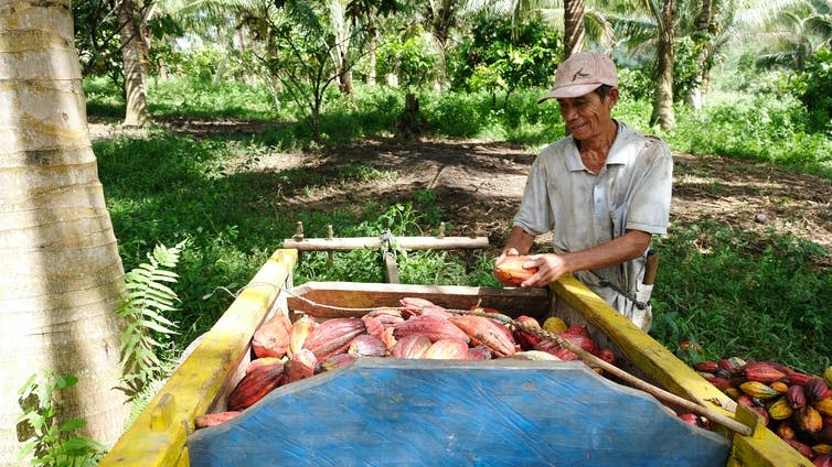 Cocoa farmer in Indonesia