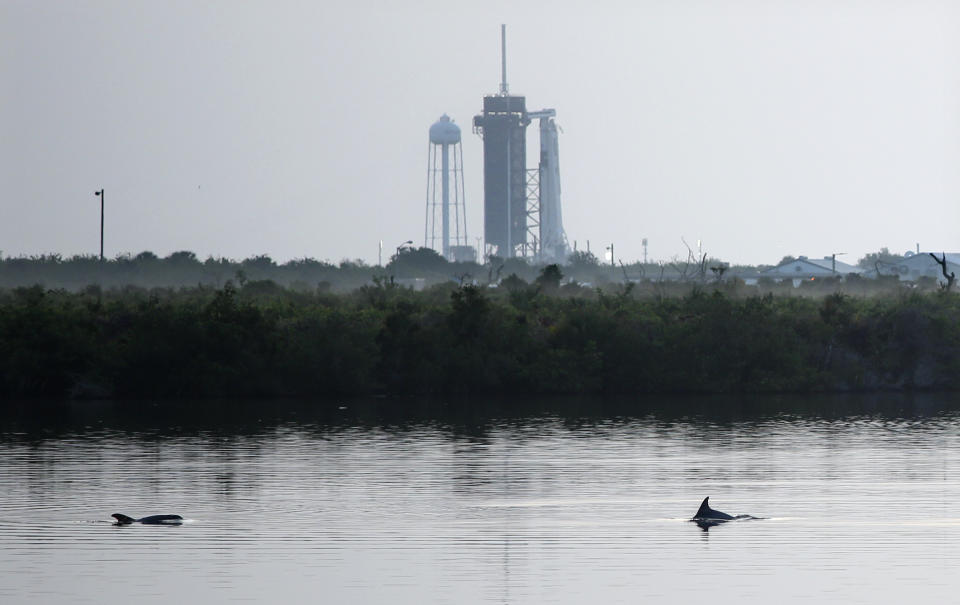 Dolphins swim in a lagoon near Launch Complex 39A at sunrise at Kennedy Space Center in Florida on May 30, 2020. Photo: GREGG NEWTON/Gregg Newton/AFP via Getty Images)