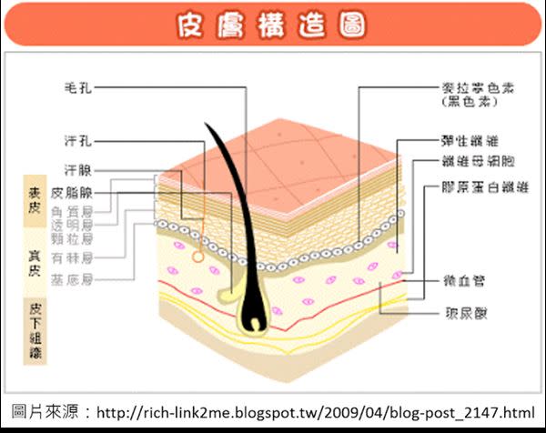 皮膚構造圖(圖片／營養一二三 健康好簡單 提供)