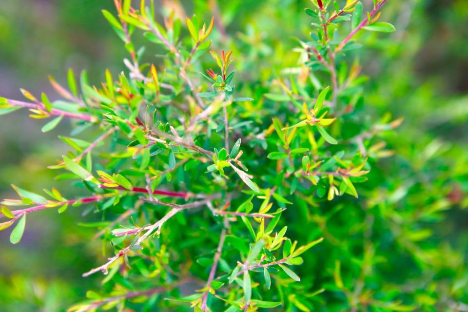 Plant, Flower, Leaf, Flowering plant, Terrestrial plant, Subshrub, Vascular plant, American larch, Southernwood, Dill, 