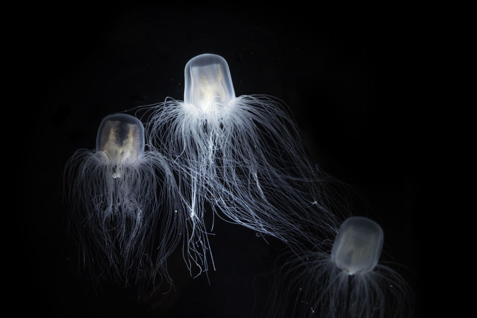 immortal jellyfish