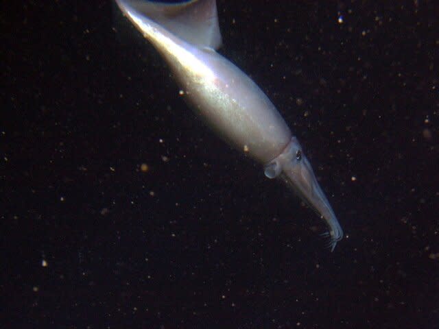 Humboldt squid (Dosidicus gigas)