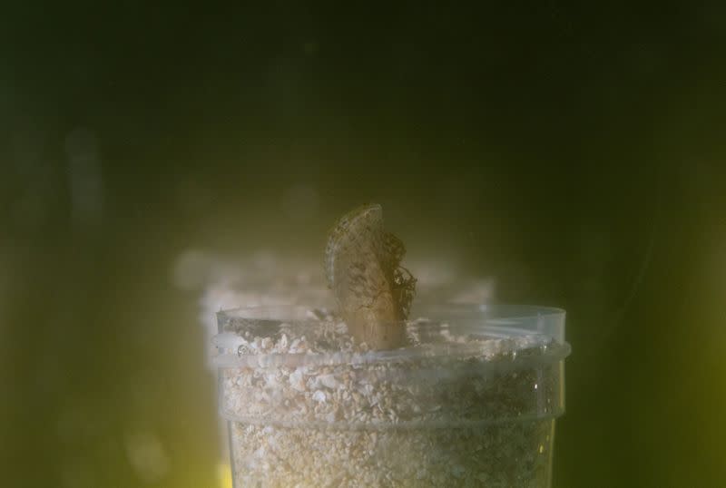 A Pinna nobilis seashell is displayed at an aquarium in Pula