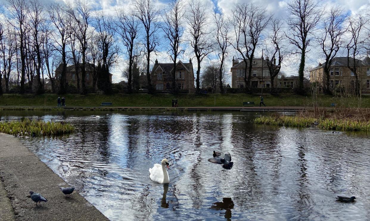 <span>‘Maxwell Park is a haven, with a pond that’s host to mallards, tufted ducks, moorhens and coots, and a pair of mute swans.’</span><span>Photograph: Amanda Thomson</span>