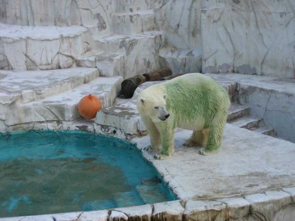 其他動物園都貼上北極熊綠化照片，都係因為池水所致。 （圖：名古屋東山動植物園） 