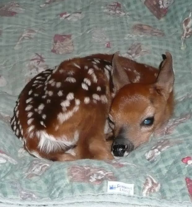 The young deer’s mother was hit by a car and killed in 2012. Photo from CBC News.