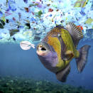 <p>A titan triggerfish, Balistoides viridescens, eats a plastic object. A lot of sea animals ingest plastic garbage because they think its edible food. (Photo: Paulo Di Oliviera/ARDEA/Caters News) </p>