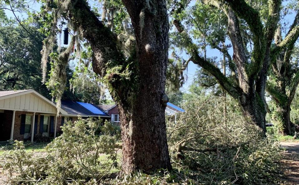 Downed branches are stacked tall beneath the centuries-old live oak trees on Lovers Lane in Moss Point on Thursday, June 22, three days after a tornado. The Spanish moss and most of the majestic trees remain.