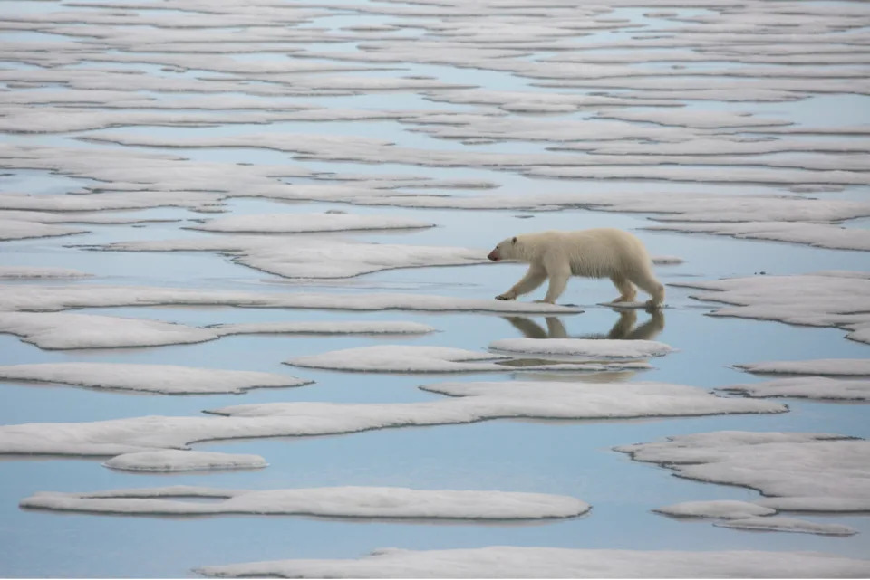 A young female polar bear on the island of Svalbard wanders the meltwater channels on the sea ice.