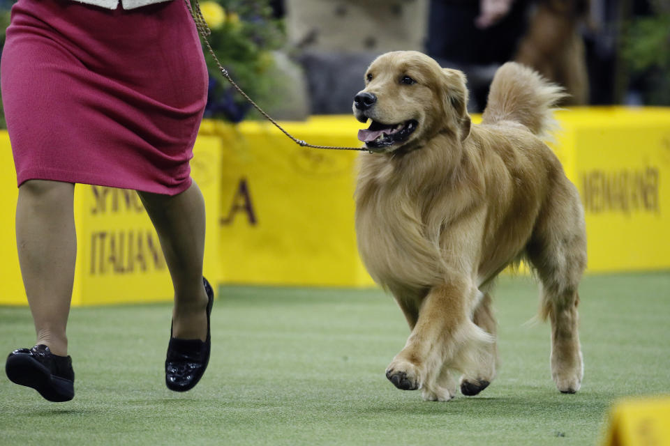 Daniel, the golden retriever, wins the sporting group during 144th Westminster Kennel Club dog show, Tuesday, Feb. 11, 2020, in New York. (AP Photo/John Minchillo)