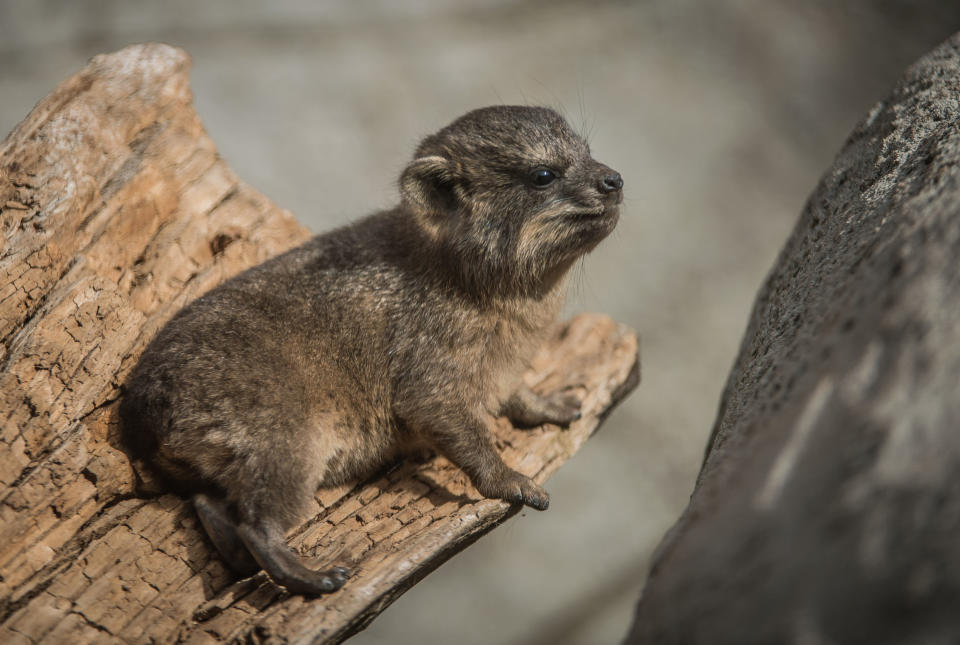 Despite being so tiny, hyraxes are almost fully formed when born (Chester Zoo)