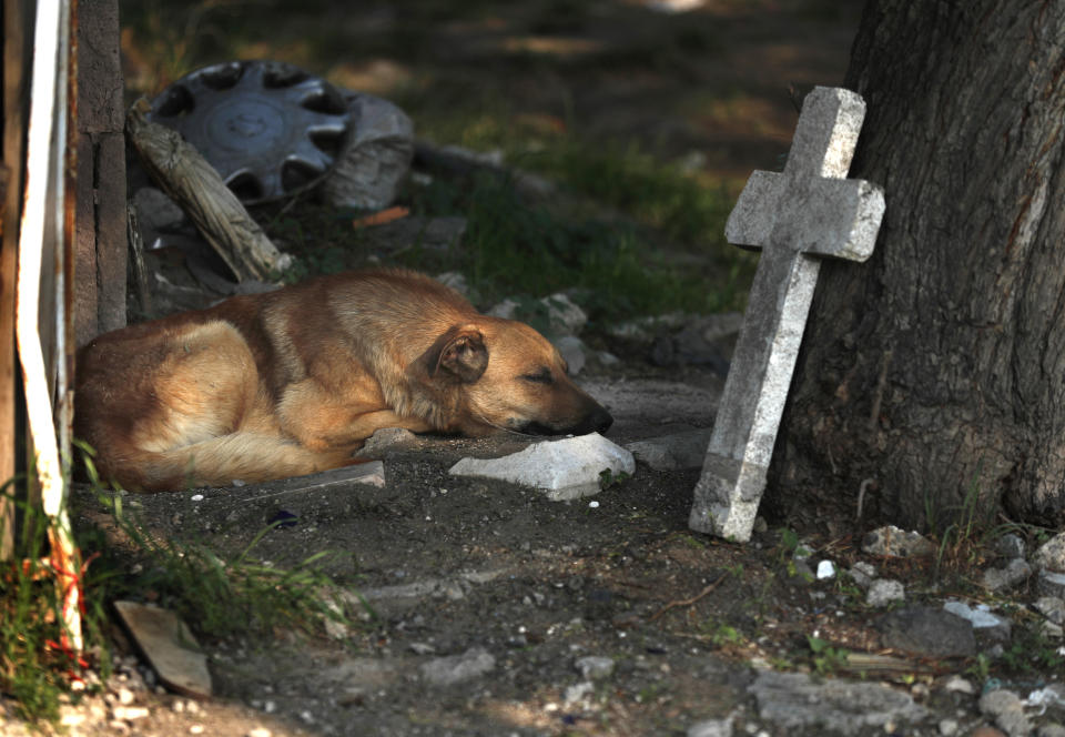 FILE - In this May 27, 2020 file photo, a street dog sleeps amid the tombs at the San Nicolas Tolentino Pantheon cemetery as workers make space for more burials in the Iztapalapa neighborhood of Mexico City, amid the coronavirus pandemic. As Mexico approaches 200,000 in officially test-confirmed deaths from COVID-19, the real death toll is probably higher due to the country’s extremely low rate of testing. (AP Photo/Marco Ugarte, File)