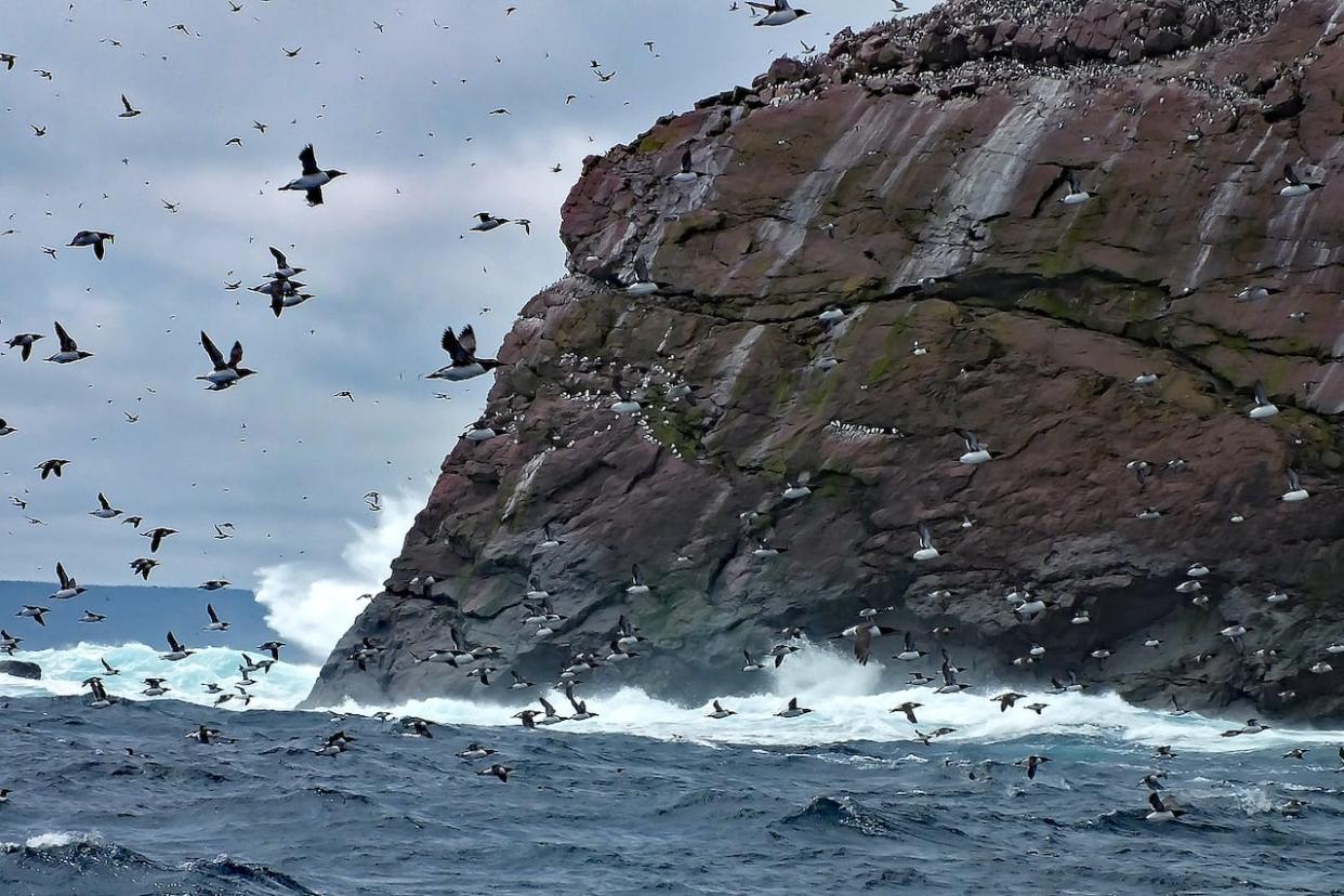 Seabirds around Green Island in Newfoundland and Labrador.  (Submitted by Neville Webb - image credit)