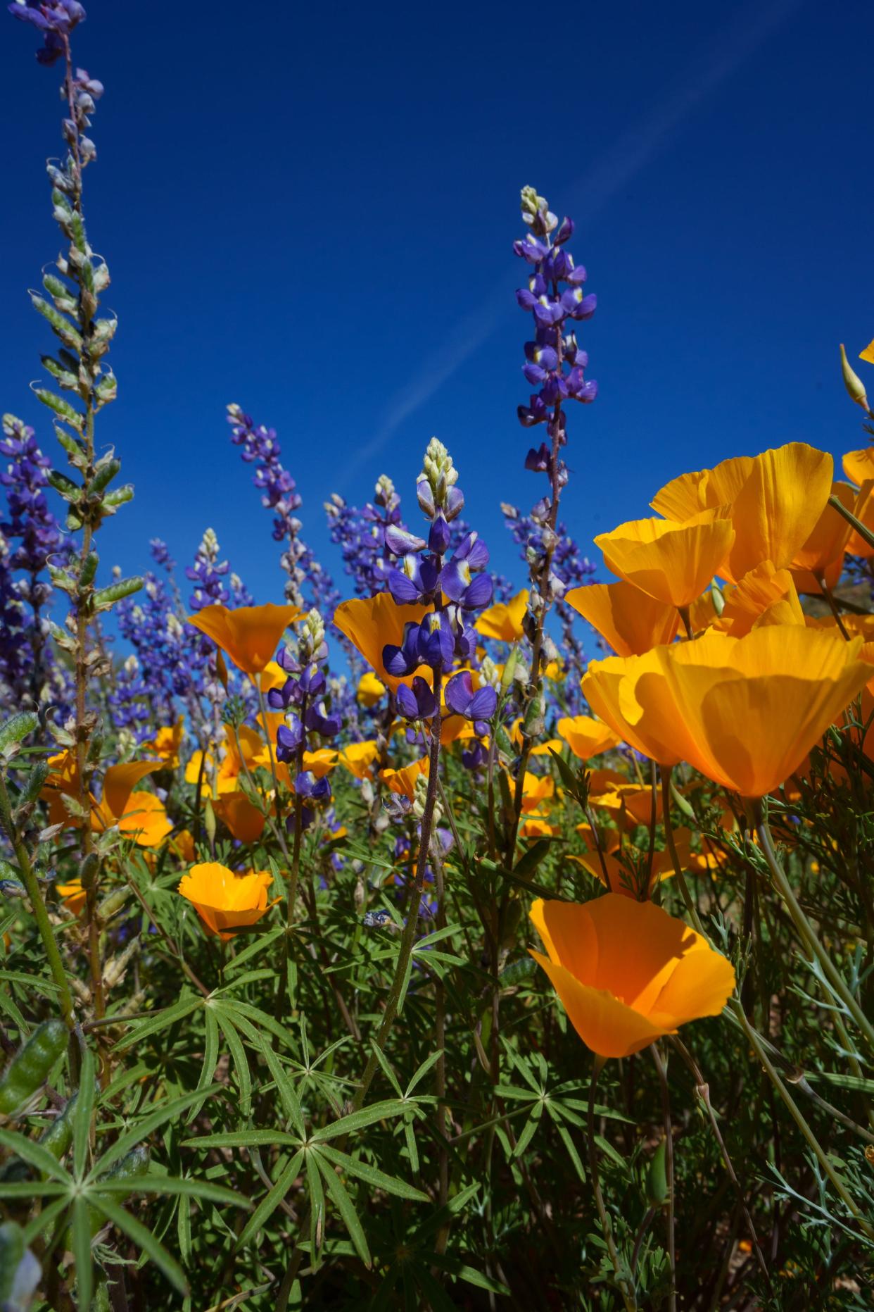 Orange and purple wildflowers grow on the side of a hill in Tonto National Forest near Bartlett Lakeon April 9, 2023, in Rio Verde, Ariz.