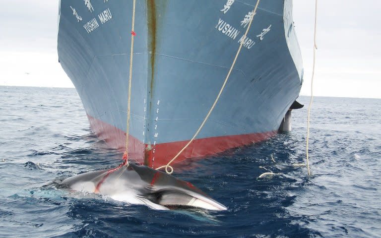 In this year's hunt the whaling fleet returned to Japan in March having killed more than 300 whales