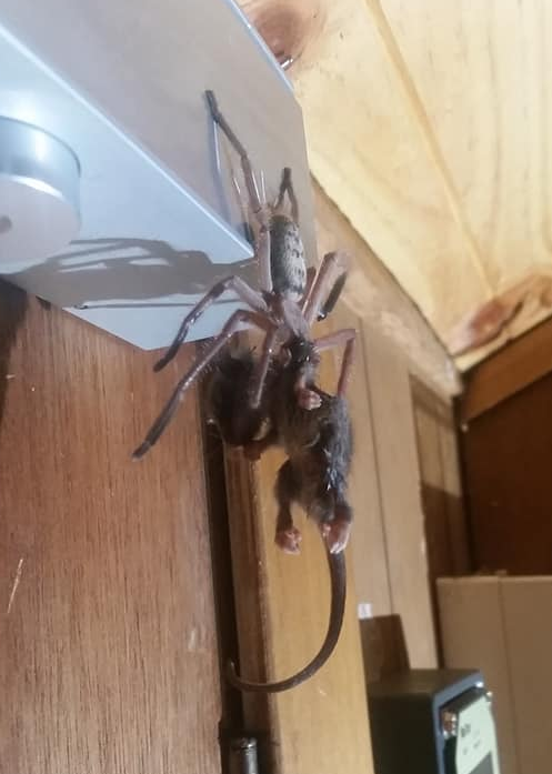 A tiny pigmy possum being eaten by a huntsman spider in Tasmania. 