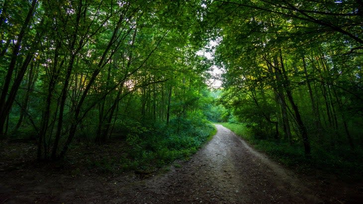 Paris 2024 Marathon Route: Foret de Meudon