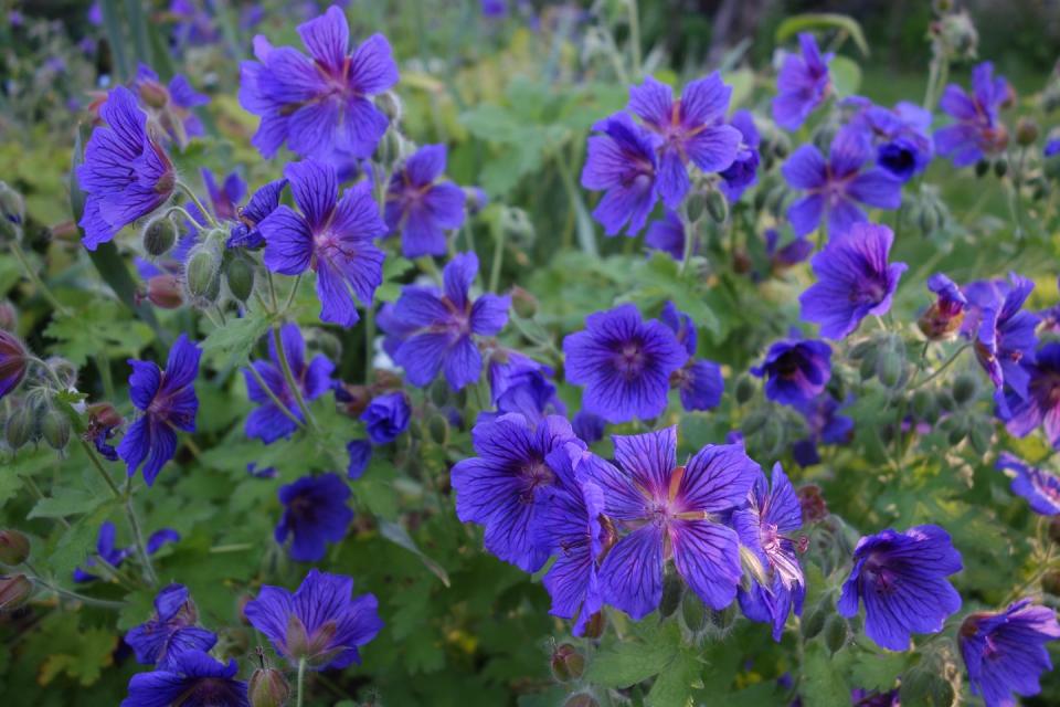 Hardy Geranium