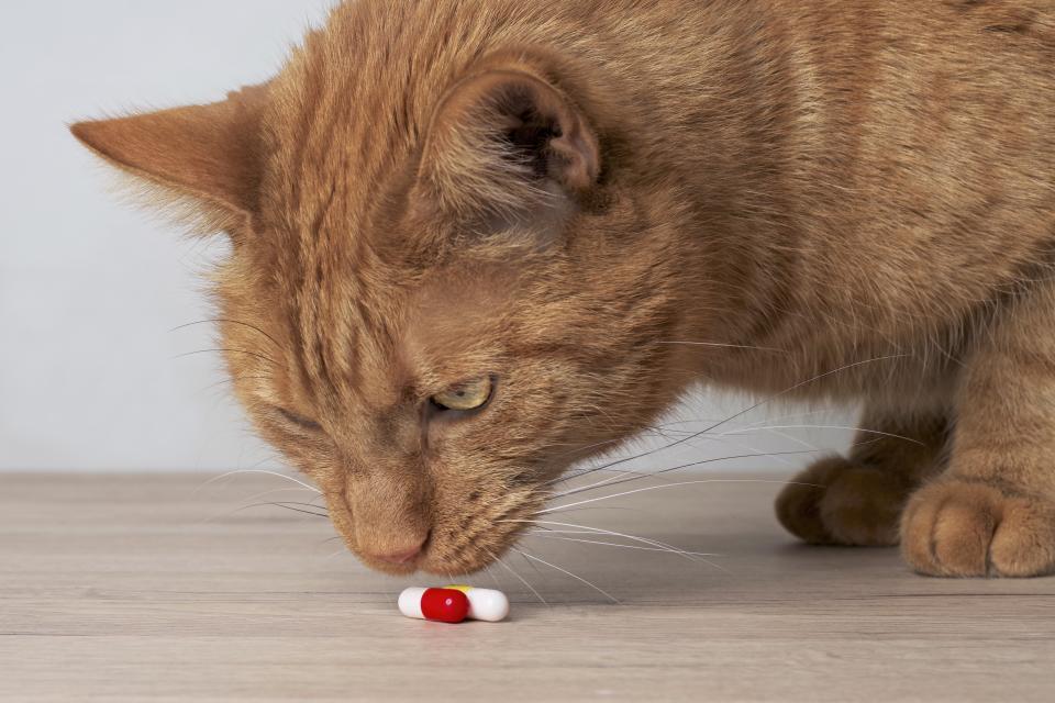 Un gato olfatea unos medicamentos en cápsulas que podrían ser tóxicos para él. (Getty