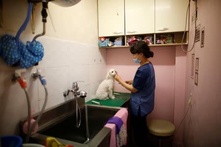 A groomer trims a dog's fur at an animal clinic in Seoul, South Korea, July 6, 2016. Picture taken on July 6, 2016. REUTERS/Kim Hong-Ji