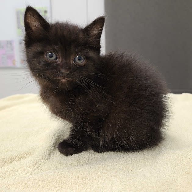 One more photo of fluffy little Binx. (Photo: KC Pet Project)