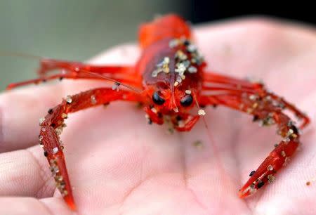 One of thousands of red tuna crabs is pictured washed ashore in Dana Point, California June 17, 2015. REUTERS/Sandy Huffaker/Files