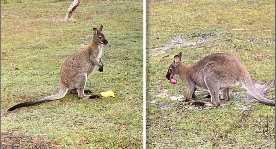 Two images of Polly the wallaby with Easter eggs.