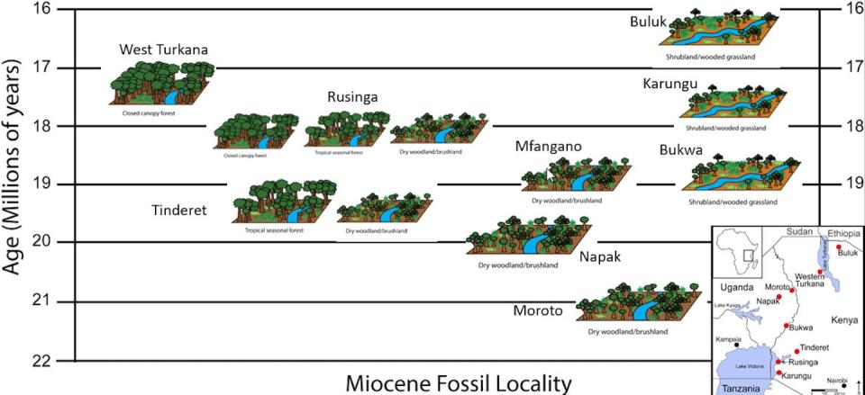 Paleoenvironments for the nine fossil sites analyzed range from closed canopy forest to more open wooded grassland environments. Inset map shows the geographic location of sites in eastern Africa. Dan Peppe