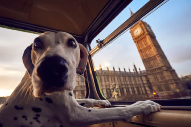 Introducing the world's first city tour bus for dogs!