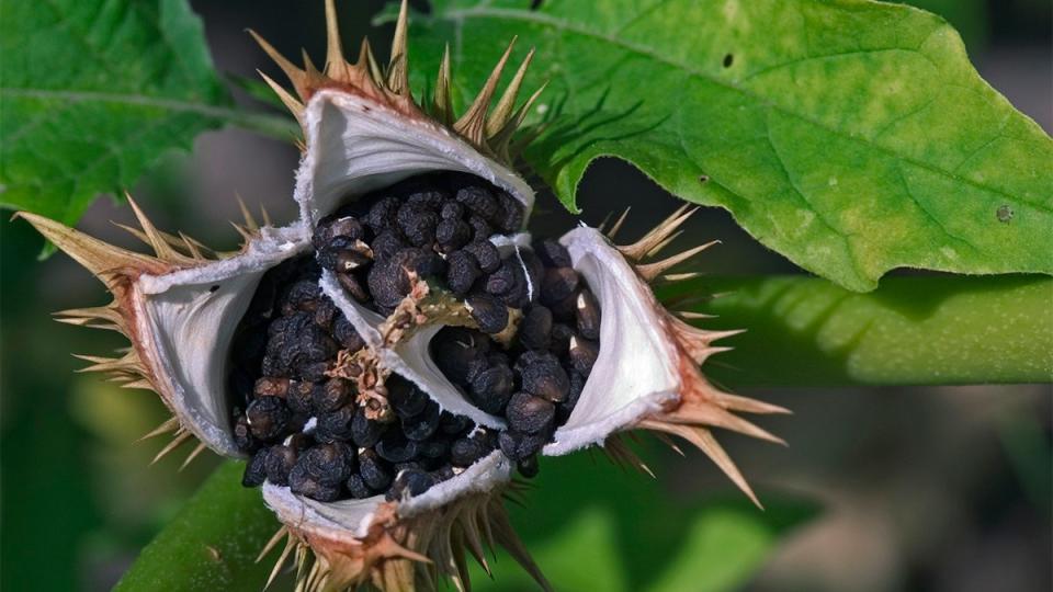 La planta Datura