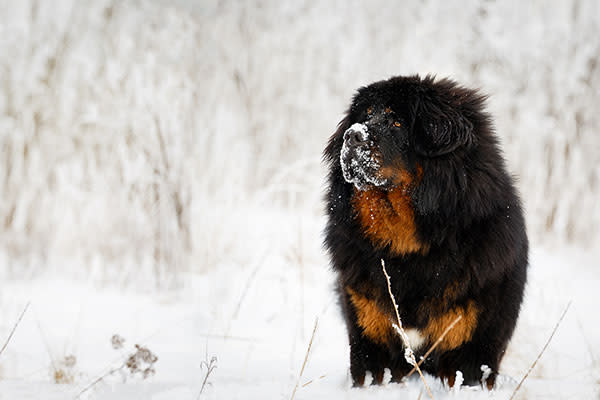 <p>Tal y como dice su nombre, este perro es originario del Tíbet, donde el clima es muy frío. Por esta razón, el Dogo del Tíbet tiene un pelaje muy grueso, ideal para sobrevivir a temperaturas de congelación y soportar grandes caminatas en el invierno.<em> Foto:</em> <em>~User7565abab_575/Getty Images</em> </p>