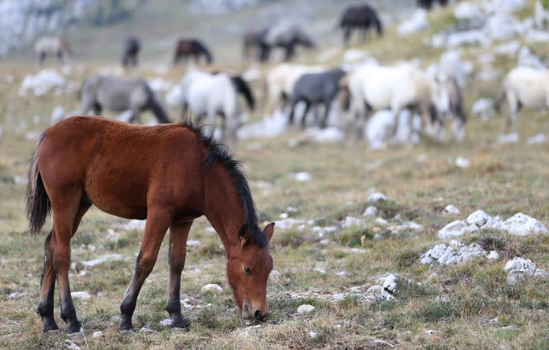 Wild horses graze the grass on Cincar Mountain near Livno