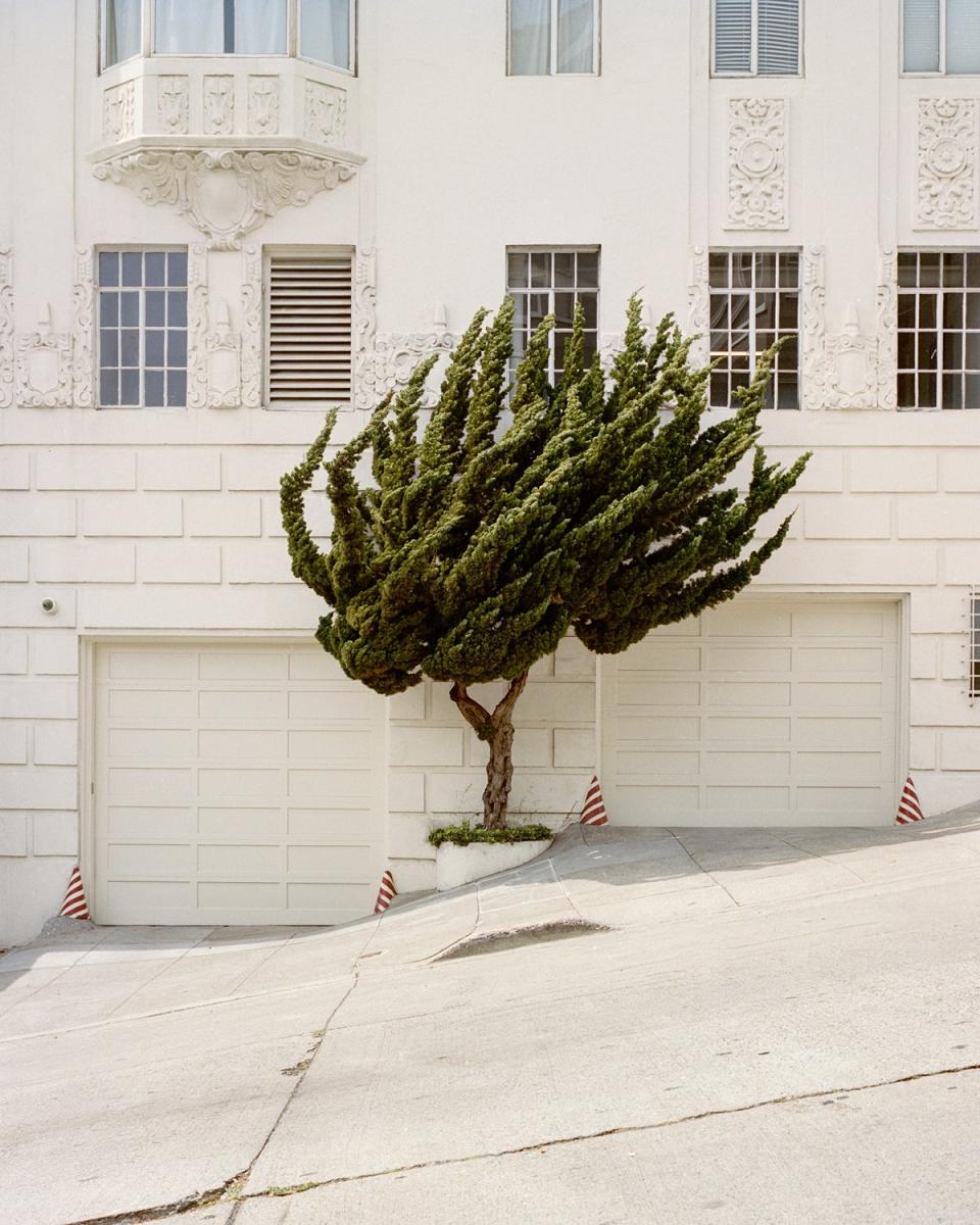 Juniperus chinensis (Hollywood juniper) in California (Marc Alcock)