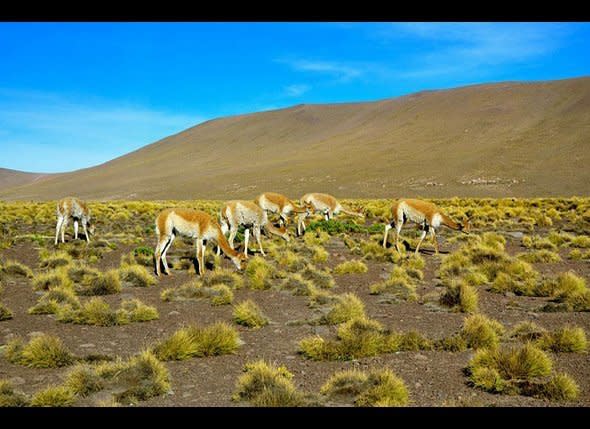 The remote and rugged wilderness of southern Chile is home to a fantastic array of wildlife, making it a popular destination for animal lovers.    Among the creatures that call Patagonia home are: the Guanaco, a distant cousin to the domesticated llama, the giant Andean Condor, with a wingspan more than ten feet in length, and Vizcacha, which resemble rabbits with long tails. Penguins inhabit the rocky coastlines, while the mysterious gray fox wanders far and wide across the entire region. Perhaps most intriguing of all is the Patagonian Puma, which makes its home among the rocky cliffs of Torres del Paine.     <strong>Getting There</strong>: <a href="http://www.cascada.travel/activities/showactivities.php?TituloUrl=&ID=12" target="_hplink">Cascada Expeditions </a>offers nicely catered trips out of Punta Arenas for a little over $500 a day. Might be cheaper to hire a taxi.    Photo: Kraig Becker/HuffPost Travel