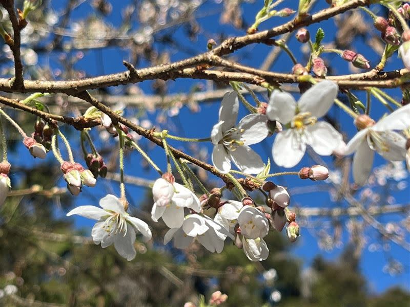 阿里山櫻花季即將開跑。（圖／公路局提供）