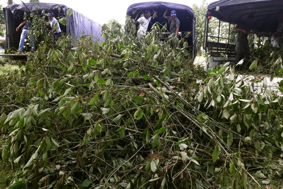 In this July 30, 2019, photo, officers gather illegally-grown kratom plants in Phang Nha province, Thailand. Thailand on Tuesday, Aug. 24, 2021, decriminalized the possession and sale of kratom, a plant native to Southeast Asia whose leaves are used as a mild stimulant and which has a following in the United States for its pain-relieving qualities.