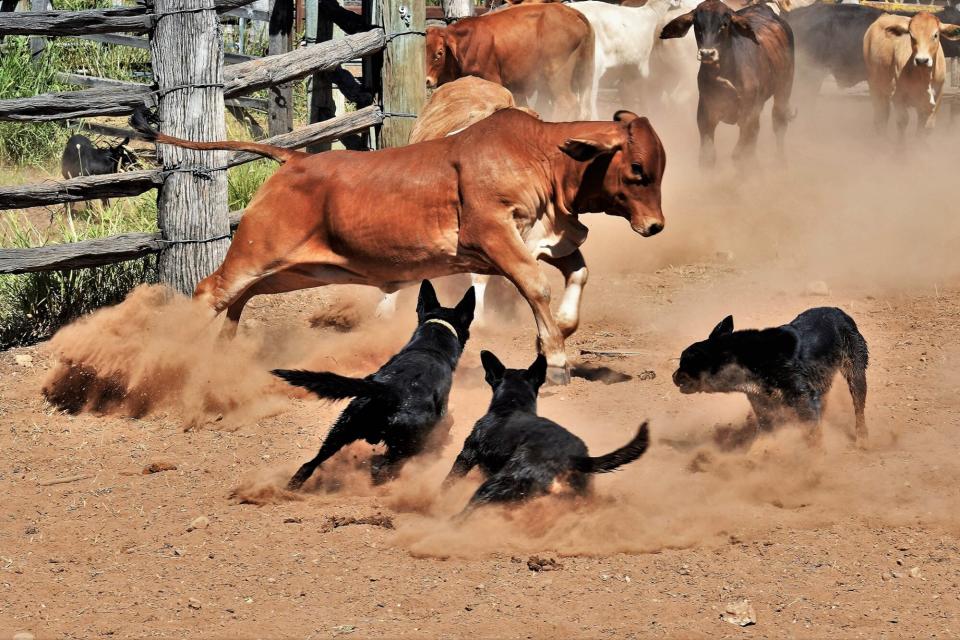 Australian Kelpie dogs herding cattle