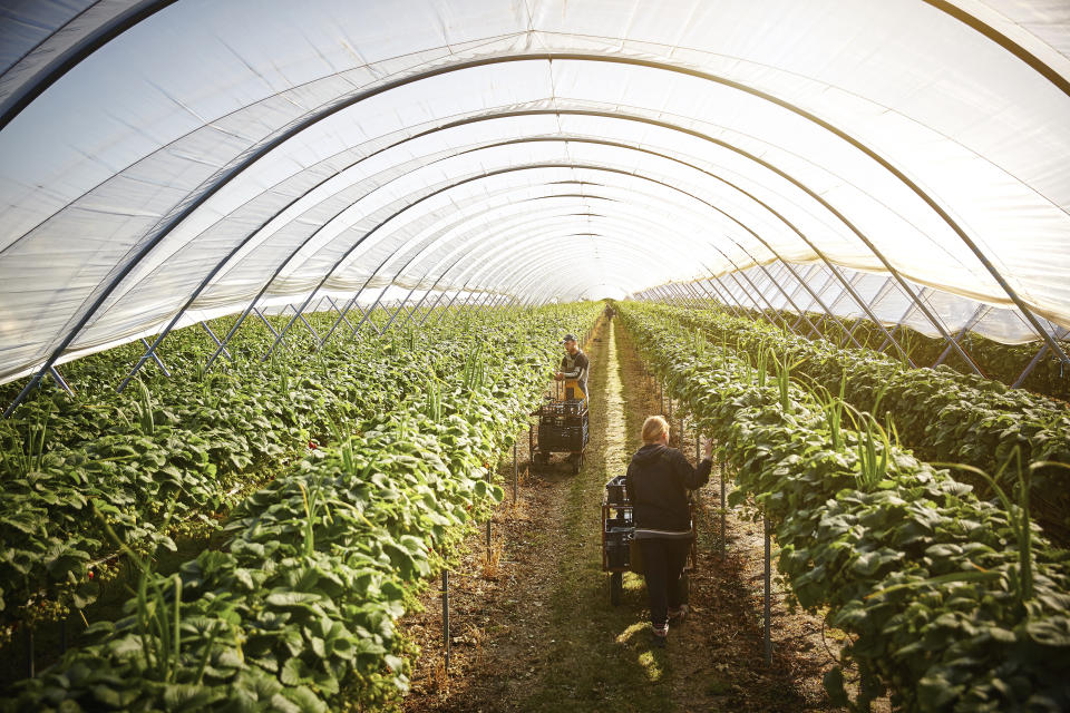 La búsqueda de formas más económicas y eficientes de producir alimentos está empezando a cambiar lo que hoy conocemos como agricultura. Foto: Getty Images. 