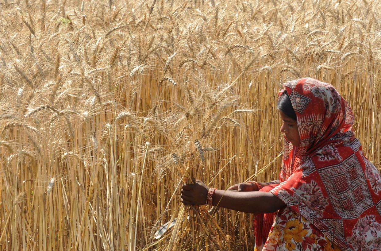 <span class="caption">Increasingly, it's women who are harvesting crops as heat waves worsen.</span> <span class="attribution"><a class="link " href="https://www.gettyimages.com/detail/news-photo/an-indian-woman-farm-labourer-saboo-uses-a-scythe-to-news-photo/112509153" rel="nofollow noopener" target="_blank" data-ylk="slk:Narinder Nanu/AFP via Getty Images;elm:context_link;itc:0;sec:content-canvas">Narinder Nanu/AFP via Getty Images</a></span>