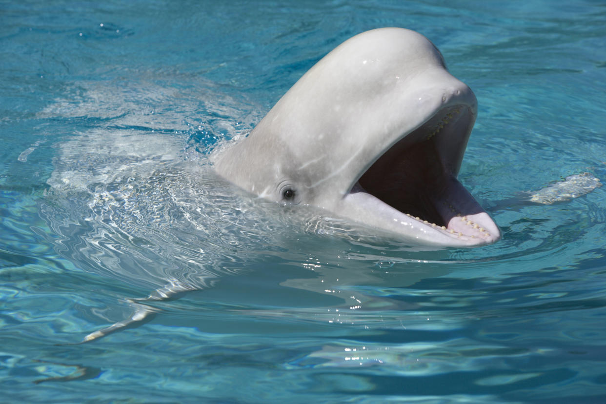 Ventes d’orques, morts de bélugas… Des parcs Marineland de nouveau accusés de « cruauté » envers les animaux