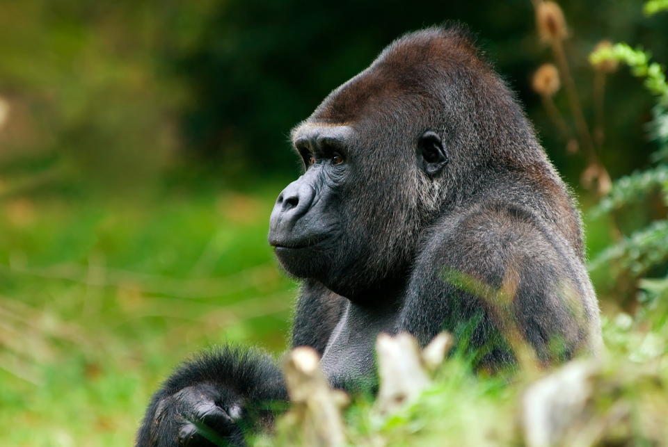 <font size="5"> Gorillas and potatoes have two more chromosomes than humans do. </font>