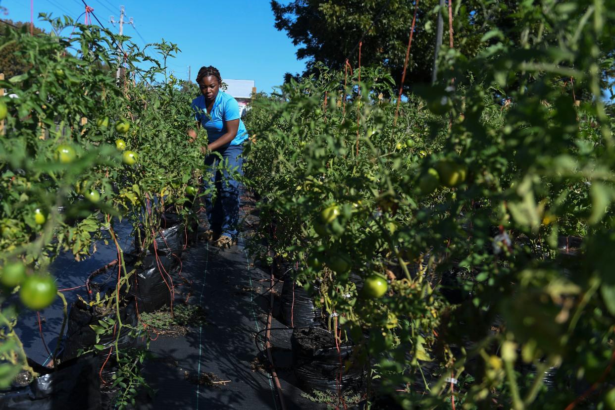 Lashawndra Robinson with Black Farm Street takes care of tomato plants at their farm off Olive Road on Thursday, Oct. 26, 2023.