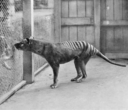 The thylacine endling in 1933.