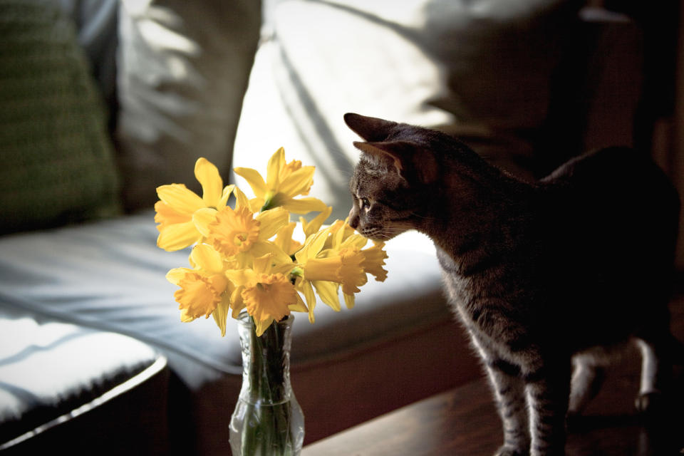 a cat sniffing flowers