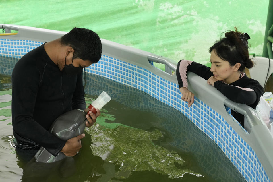 Veterinary Thanaphan Chomchuen, left, feeds a baby dolphin named Paradon with milk, as Thippunyar Thipjuntar watches at the Marine and Coastal Resources Research and Development Center in Rayong province in eastern Thailand, Friday, Aug. 26, 2022. The Irrawaddy dolphin calf was drowning in a tidal pool on Thailand’s shore when fishermen found him last month. The calf was nicknamed Paradon, roughly translated as “brotherly burden,” because those involved knew from day one that saving his life would be no easy task. But the baby seems to be on the road to recovery. (AP Photo/Sakchai Lalit)