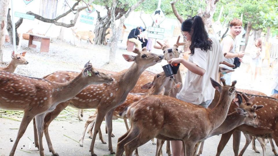 位於屏東的「鹿境」有「墾丁小奈良」之稱。（圖／翻攝自鹿境 Paradise Of Deer FB）