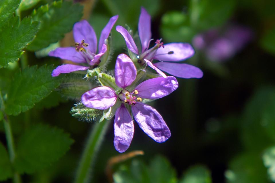 Boradleaf filaree wildflowers grow in a field along Thornton Road near Peltier Road just south of Thornton on the first day of Spring on Monday, Mar. 20. 2023.