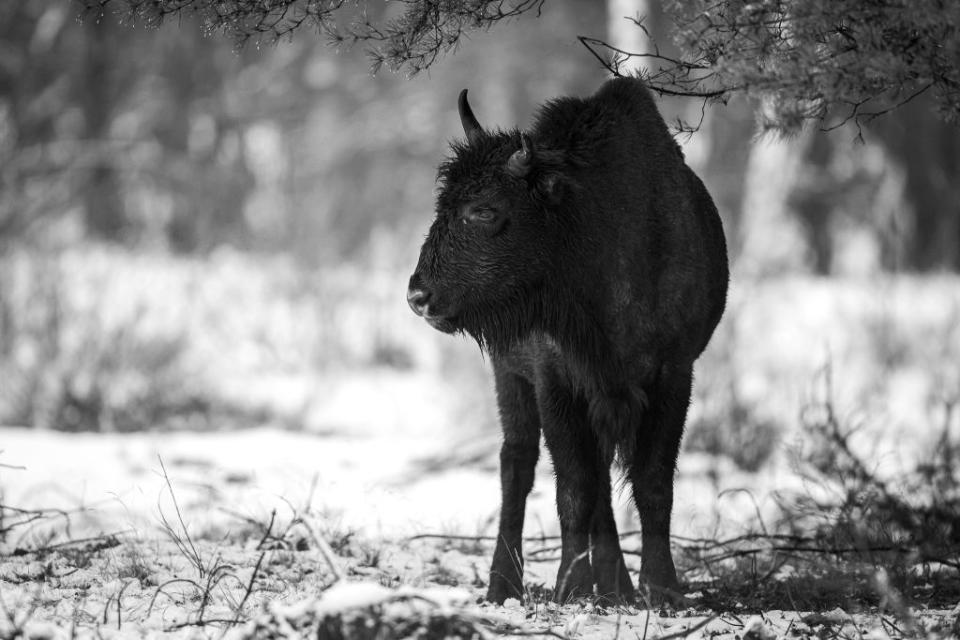 A European bison in the German state of Brandenburg, on Jan. 4, 2021. For the past decade, bison have been living largely undisturbed by humans in a protected wilderness zone in this part of Germany.<span class="copyright">Ingolf König-Jablonski—Picture Alliance/Getty Images</span>