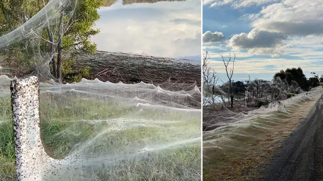 They look like waves': spider webs blanket Gippsland after Victorian floods, Australia weather