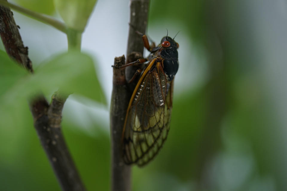 An adult cicada is seen, in Washington, Thursday, May 6, 2021. Trillions of cicadas are about to emerge from 15 states in the U.S. East. The cicadas of Brood X, trillions of red-eyed bugs singing loud sci-fi sounding songs, can seem downright creepy. Especially since they come out from underground only ever 17 years. (AP Photo/Carolyn Kaster)